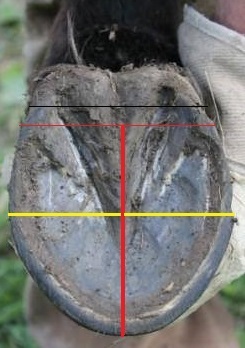 myFreedm Präsenz-Hufkurse