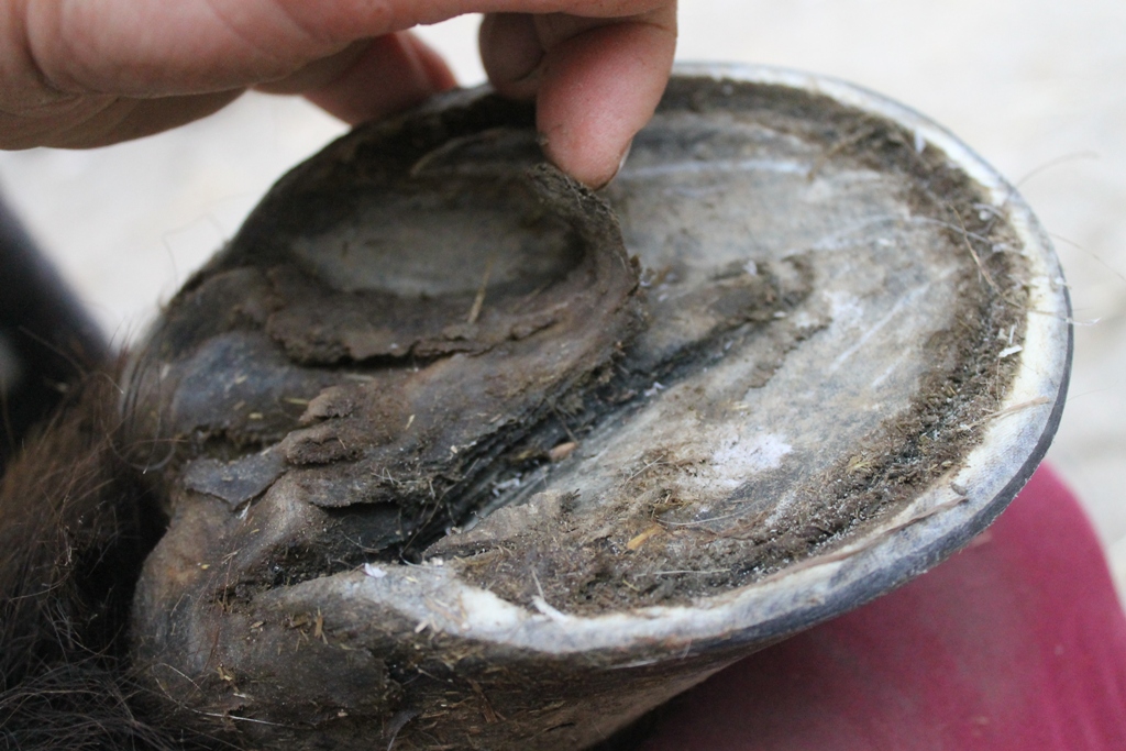 myFreedm Präsenz-Hufkurse