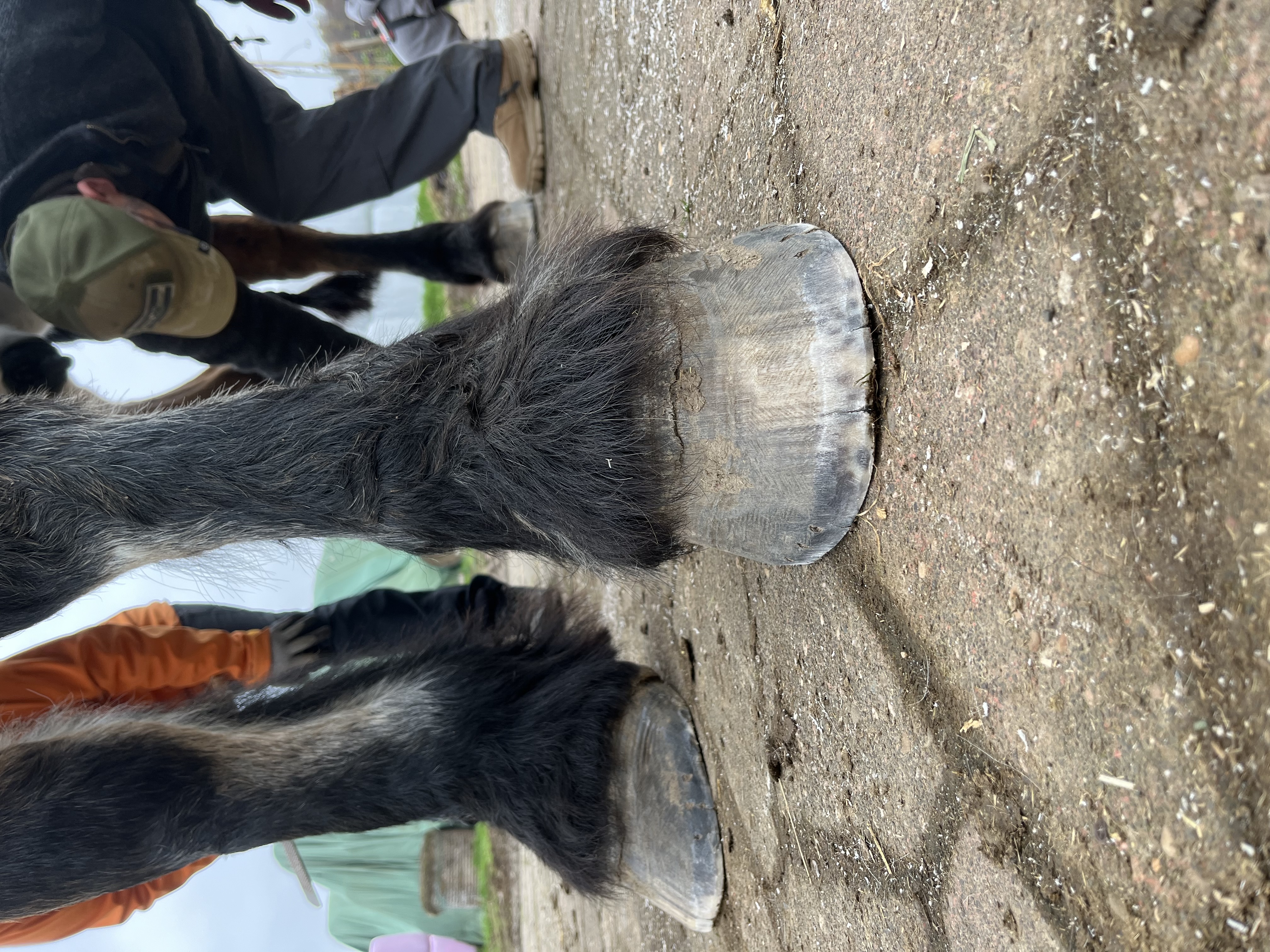 myFreedm Präsenz-Hufkurse